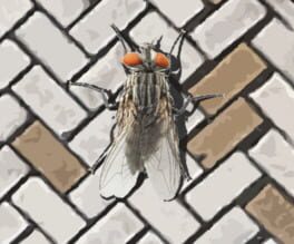 A Fly in the Array cover image