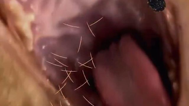 Brush Jjaemu Screenshot