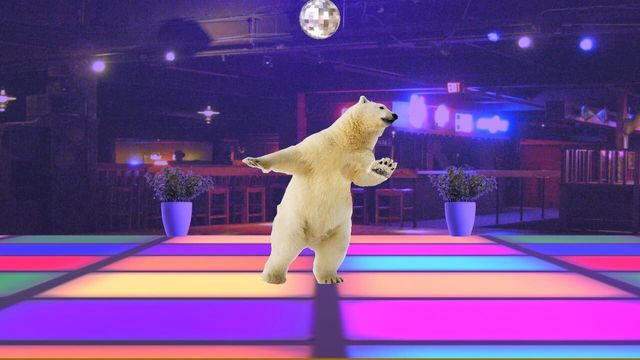 Disco Bear Screenshot